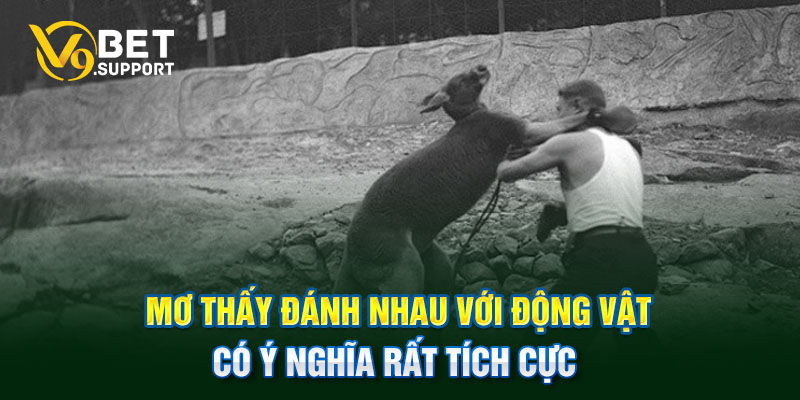 Mơ thấy đánh nhau với động vật có ý nghĩa rất tích cực